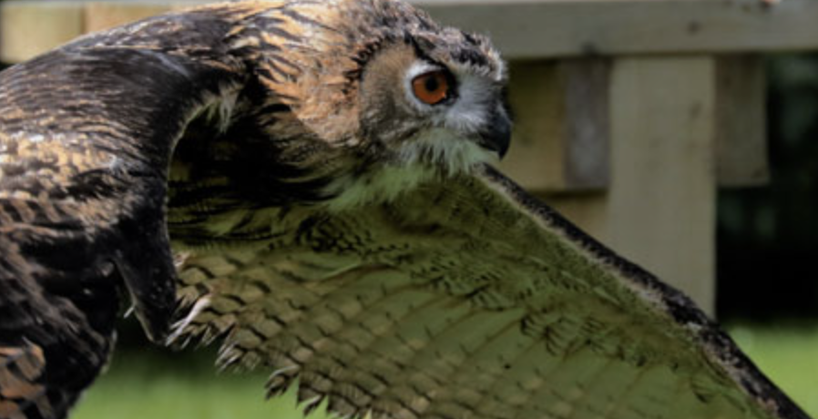 Eynsham Society Talk - Chrissie's Owls