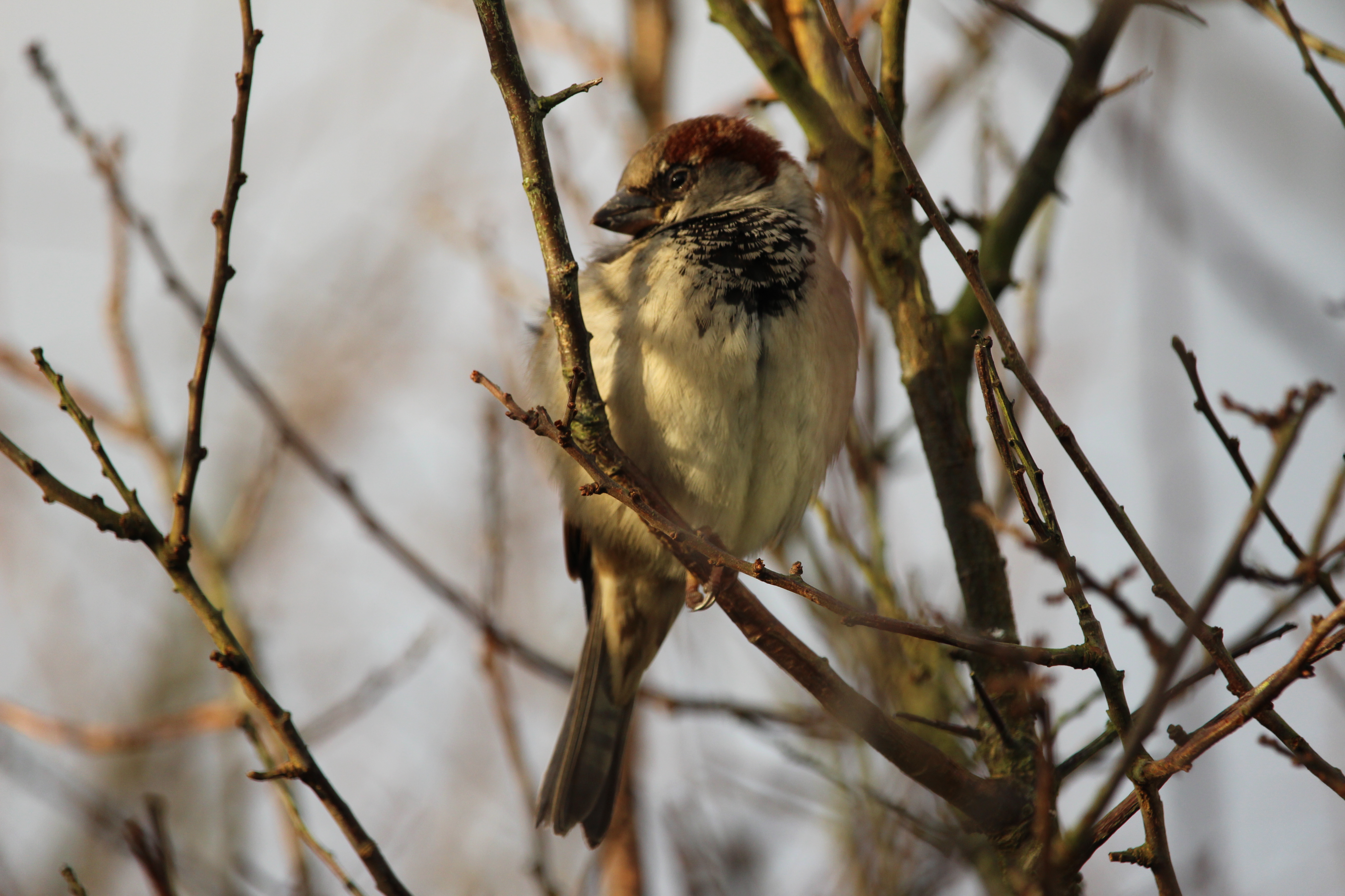 Bird ID Walk: Learn your Tweets and Hoots