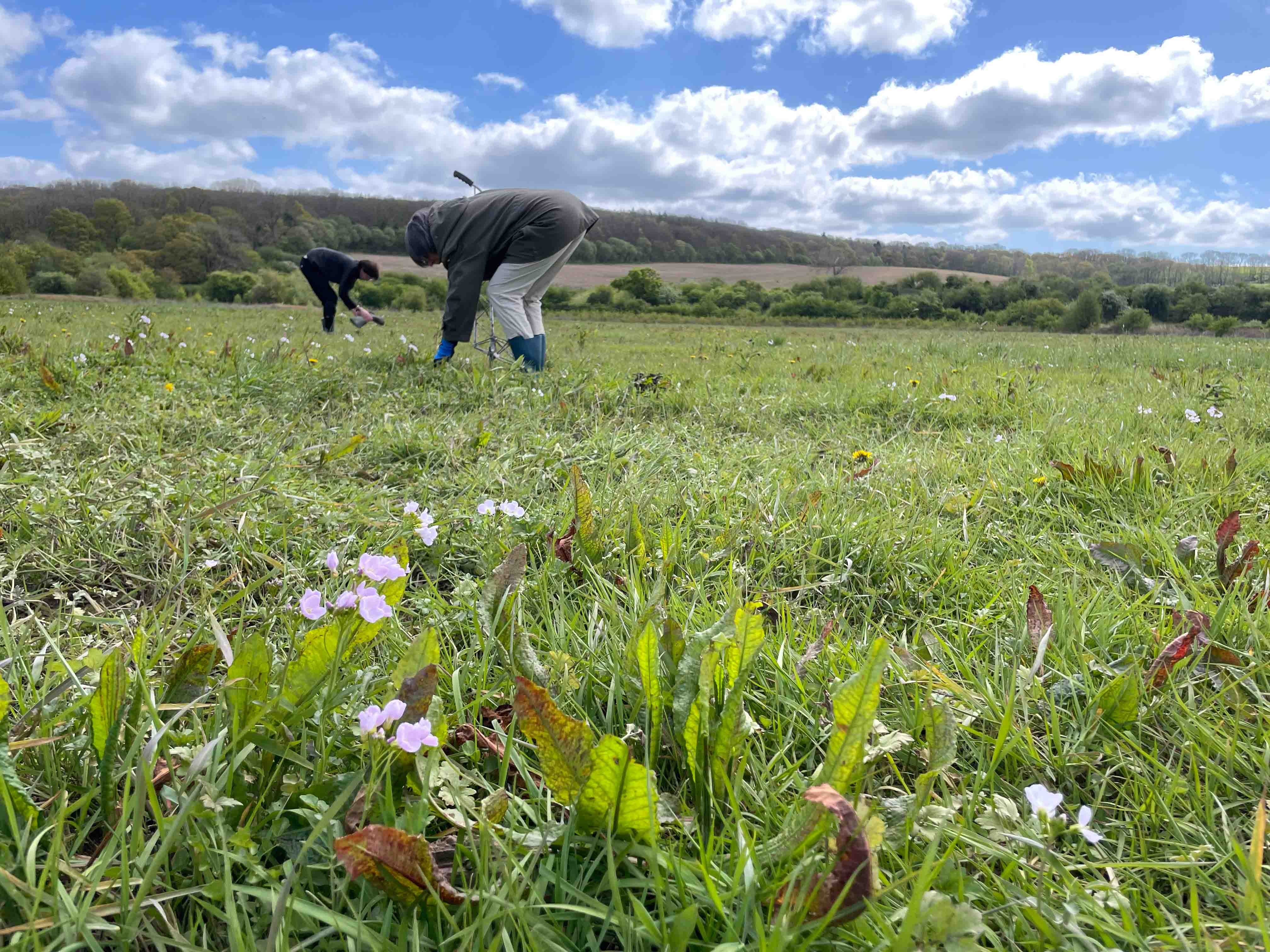 Eynsham's Wildflower Meadows: planting out!