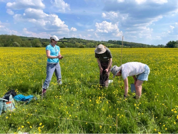 Botanical Survey Workshop - Sedges, Rushes and Grasses