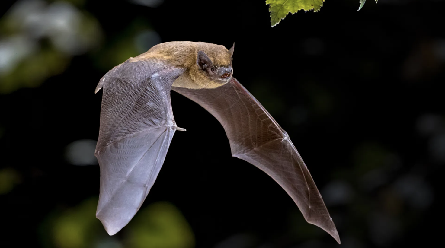 NRN Bat Survey Walk