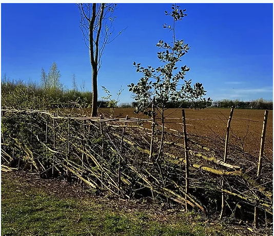 Hedge-laying Workshop - Day Two