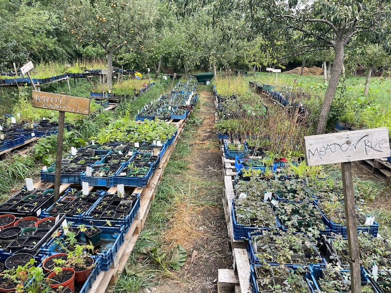 Community Meadow Restoration Day: Early Summer