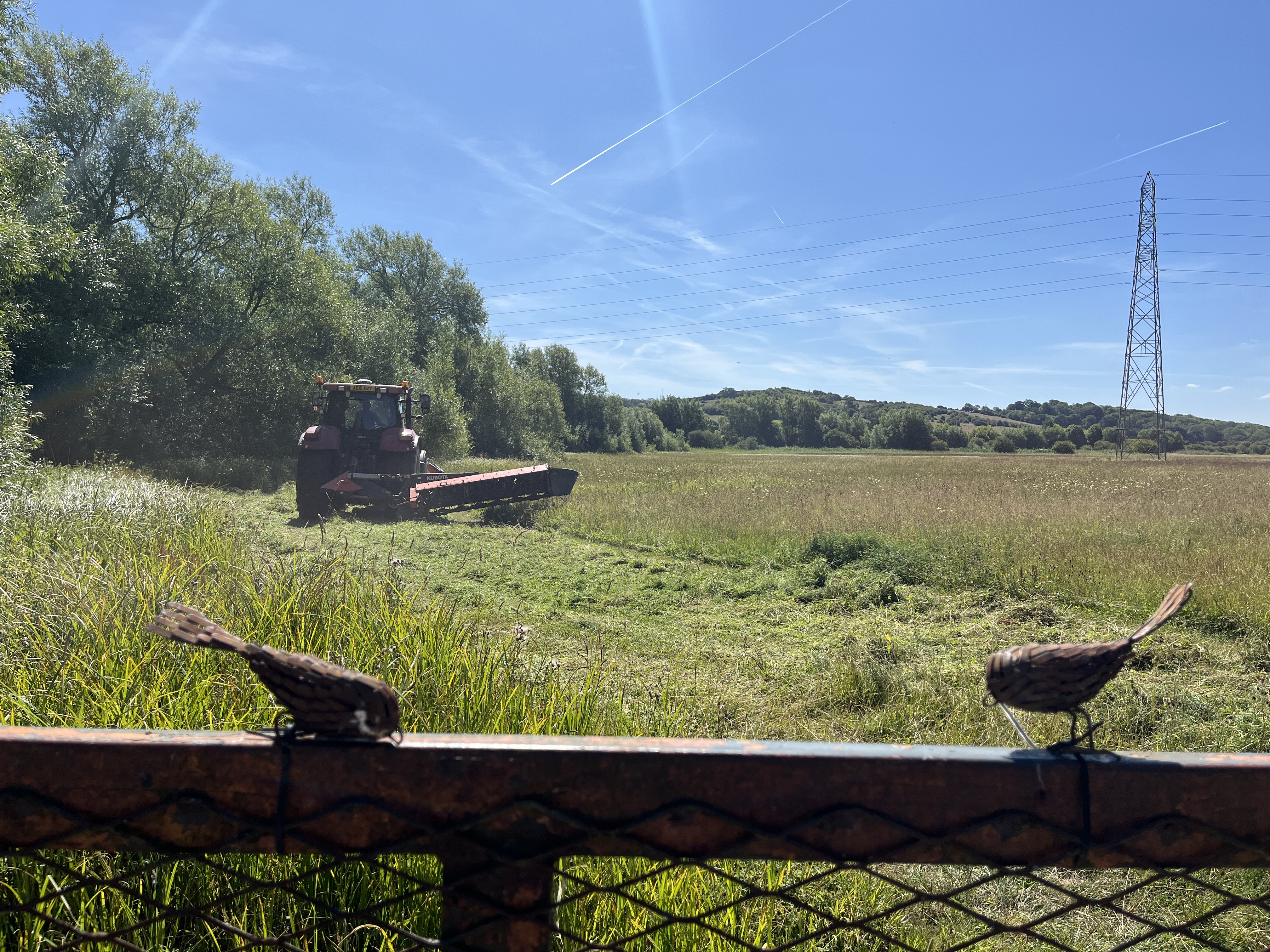 Community Meadow Restoration Day: Summer