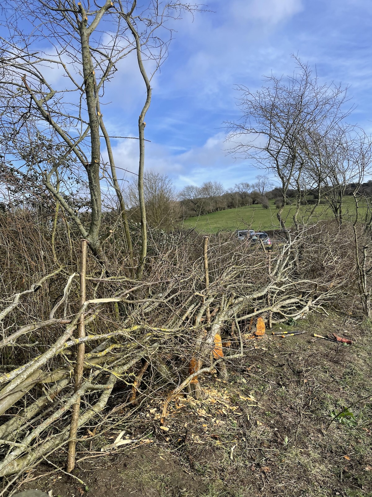 Hedge-laying Workshop - Day One