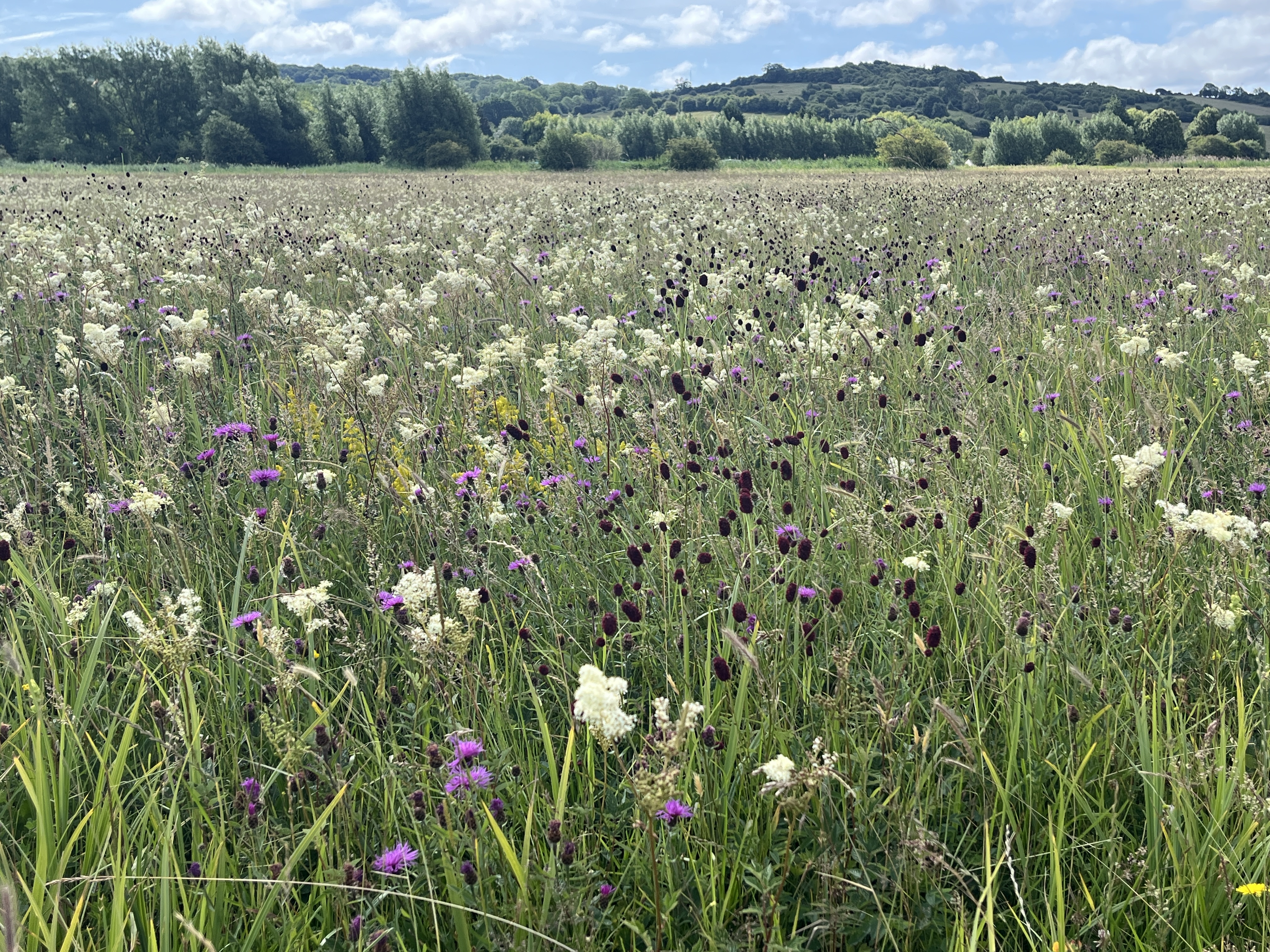Guided Ancient Wildflower Meadow Walk
