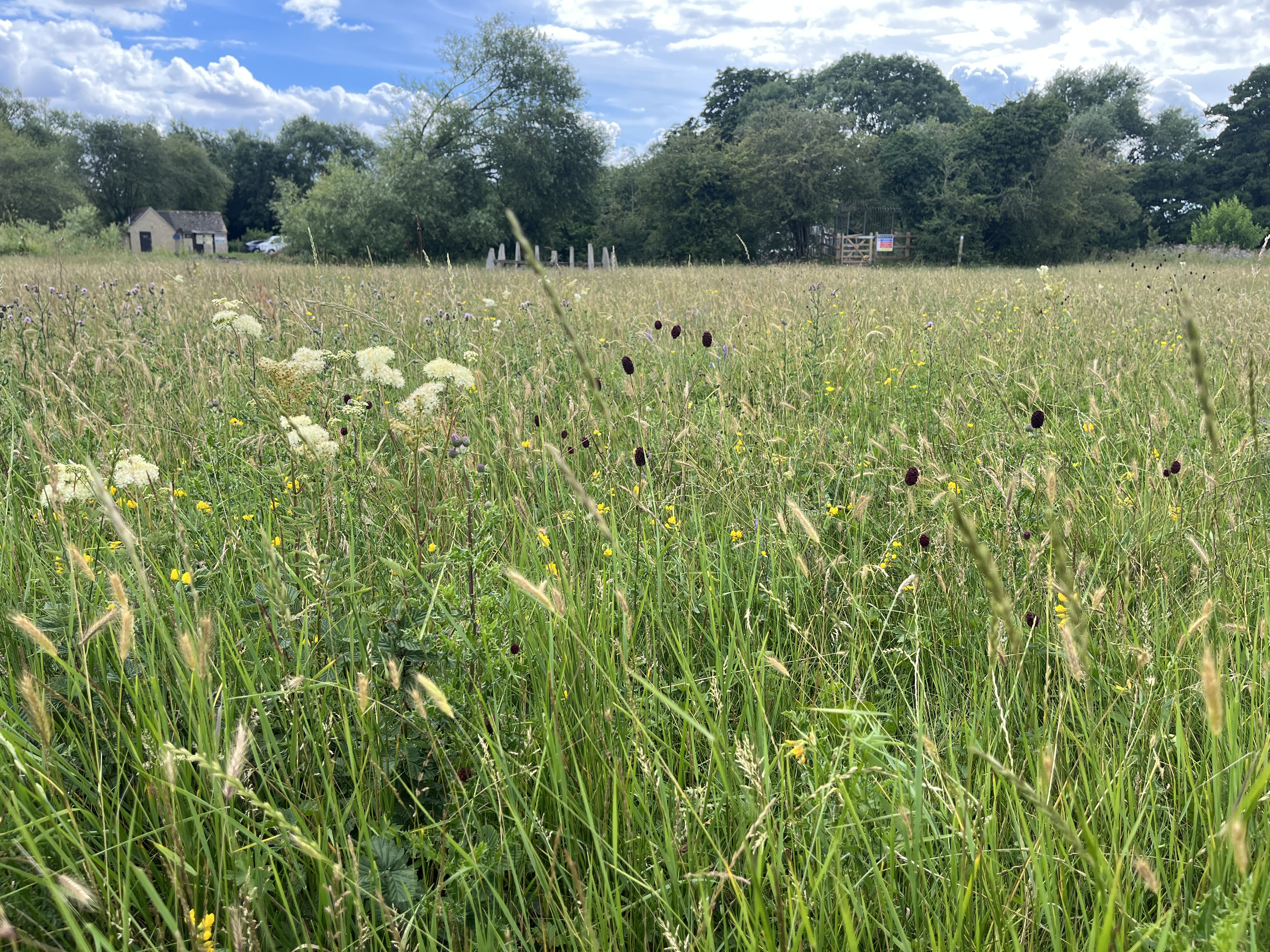 Community Meadow Restoration Day: Summer