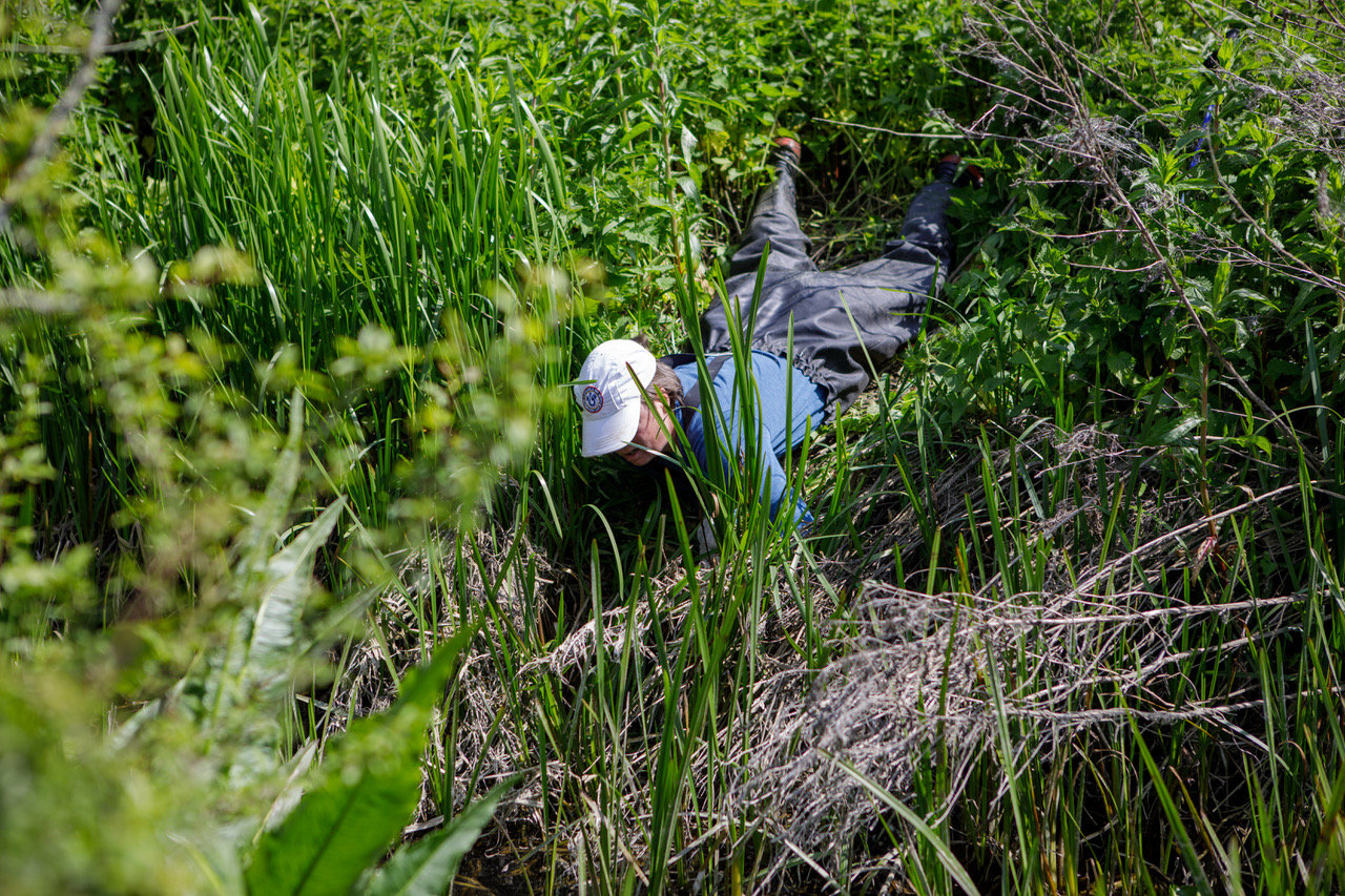 'I'm sure I saw signs of water voles somewhere around here ...'