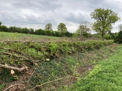 Hedgeplanting
