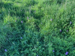 Recording Rare Plants