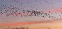 Bird Surveys
