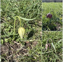 New Meadows