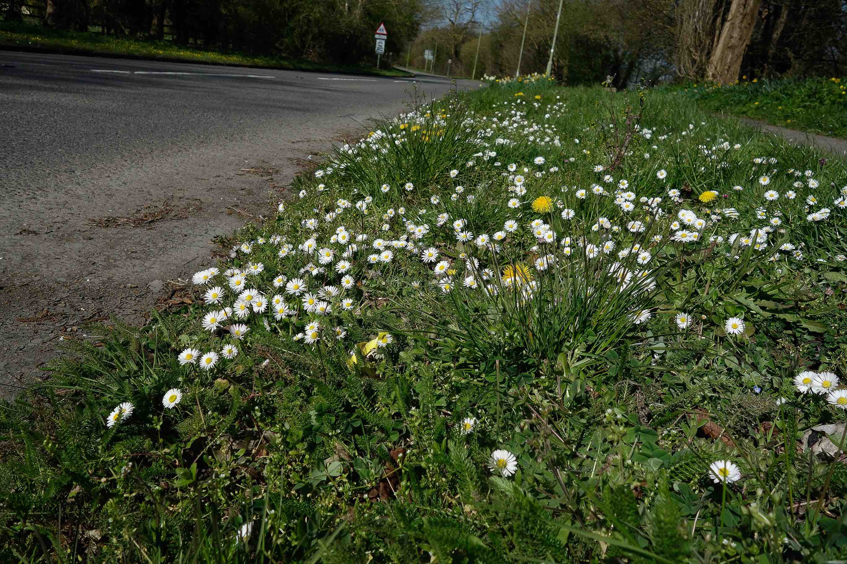 NRN website_OxfordRd_daisies_5940
