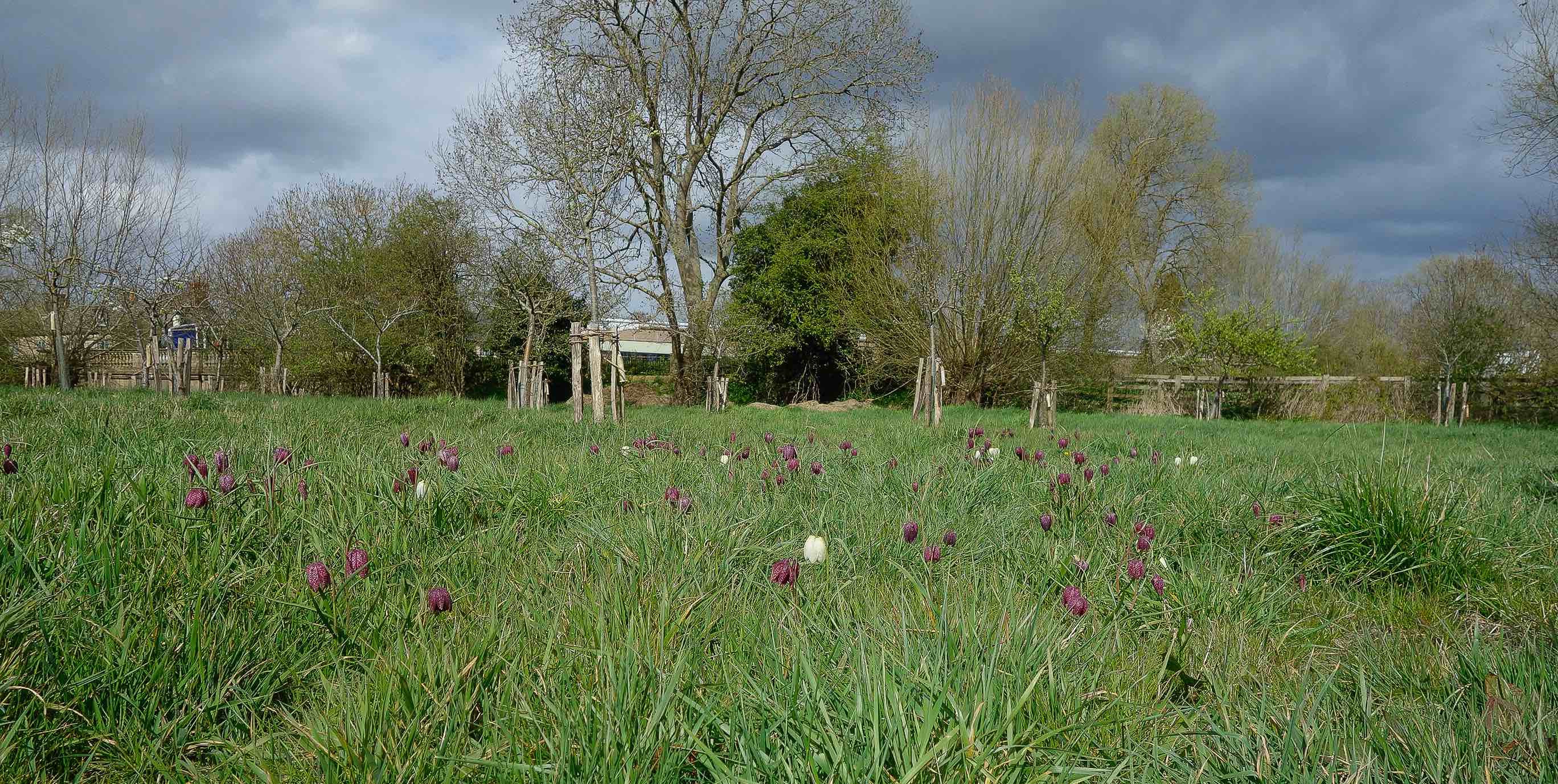 NRN website_panorama_fritilliary_6054