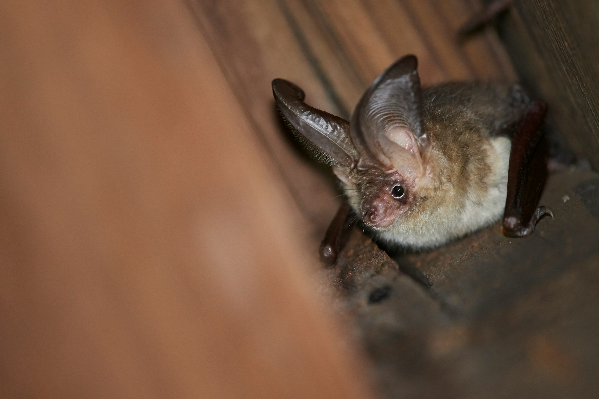 Plecotus auritus - Brown long-eared bat