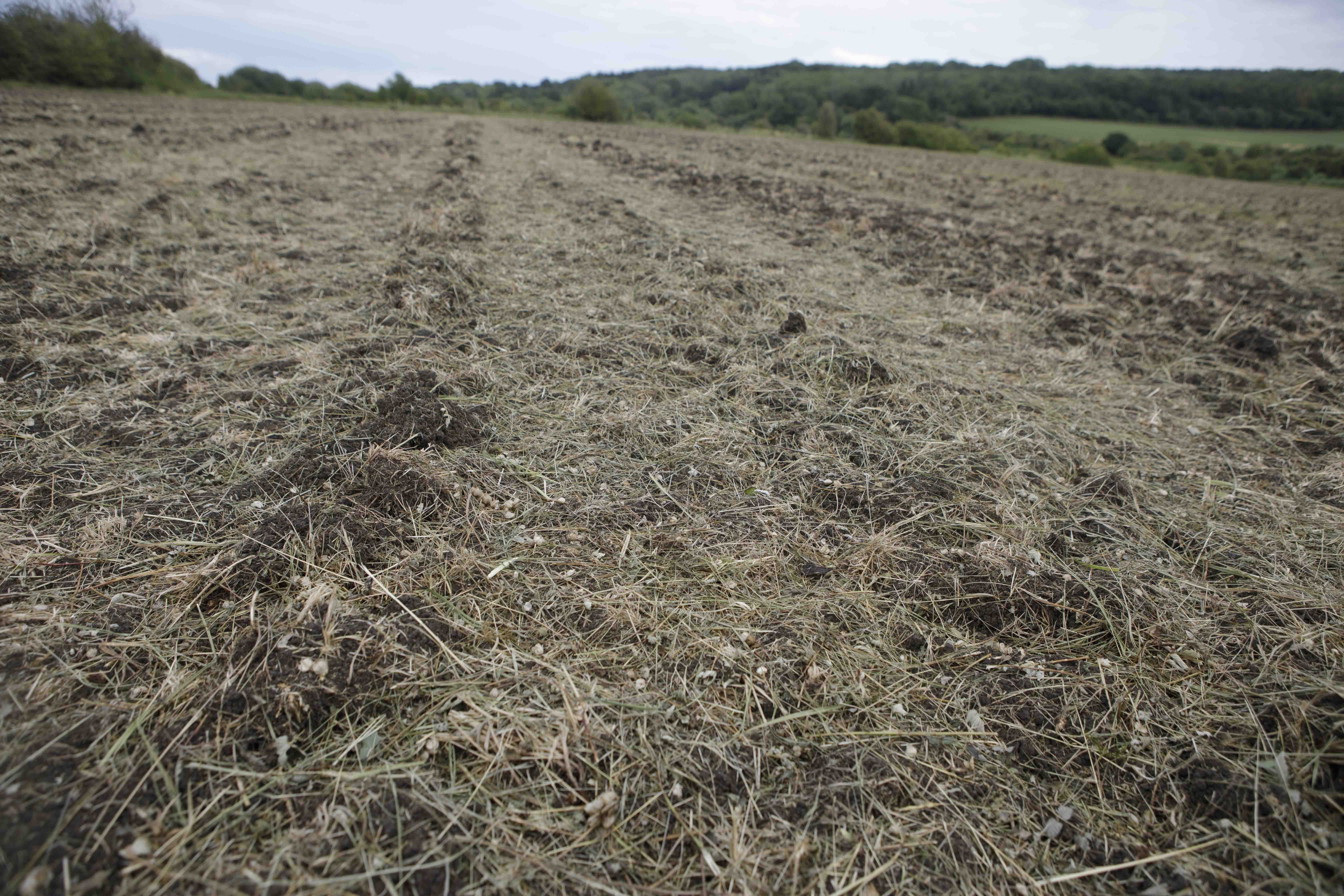 21Spread seed and gaps-9972