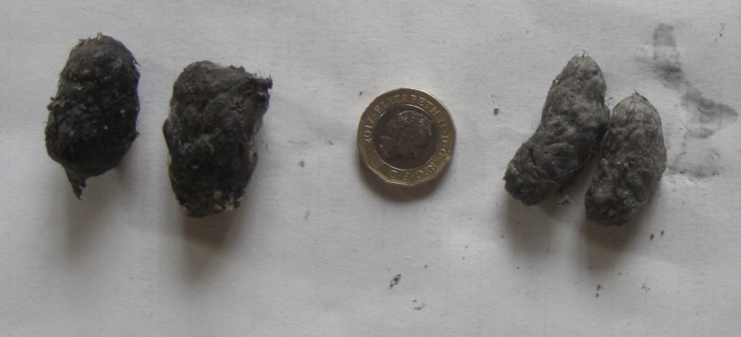 Pellets_kestrel_barnowl_CIMG2120