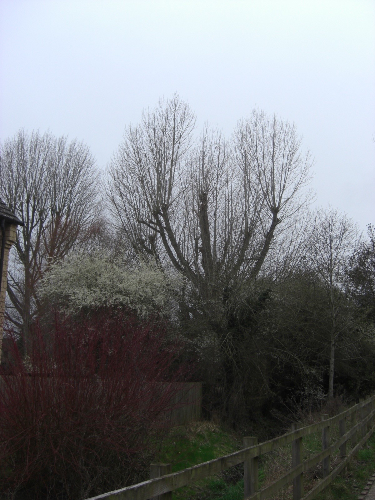 pruned_tree_CIMG2417