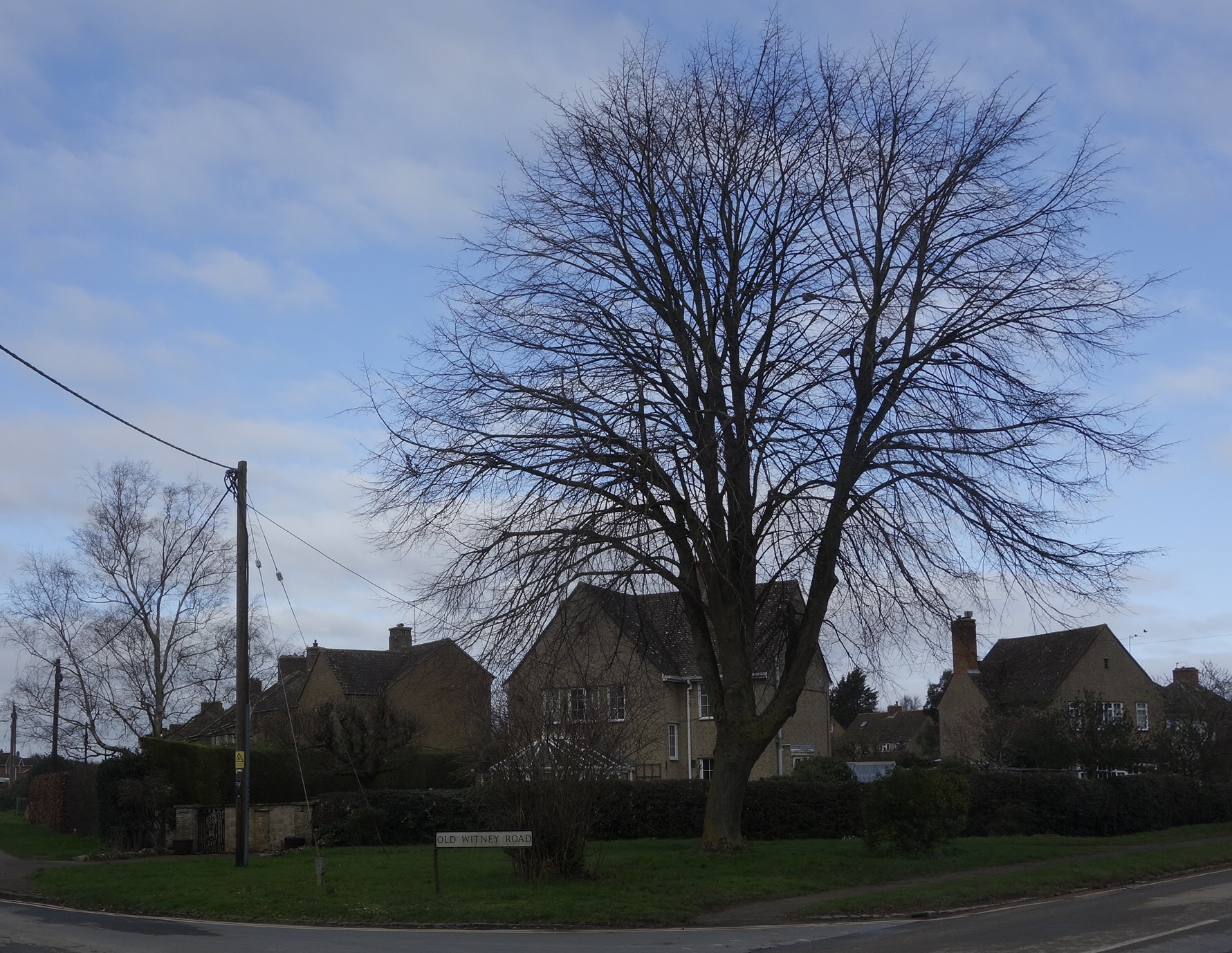 tree_oldwitneyrd_DSC5677