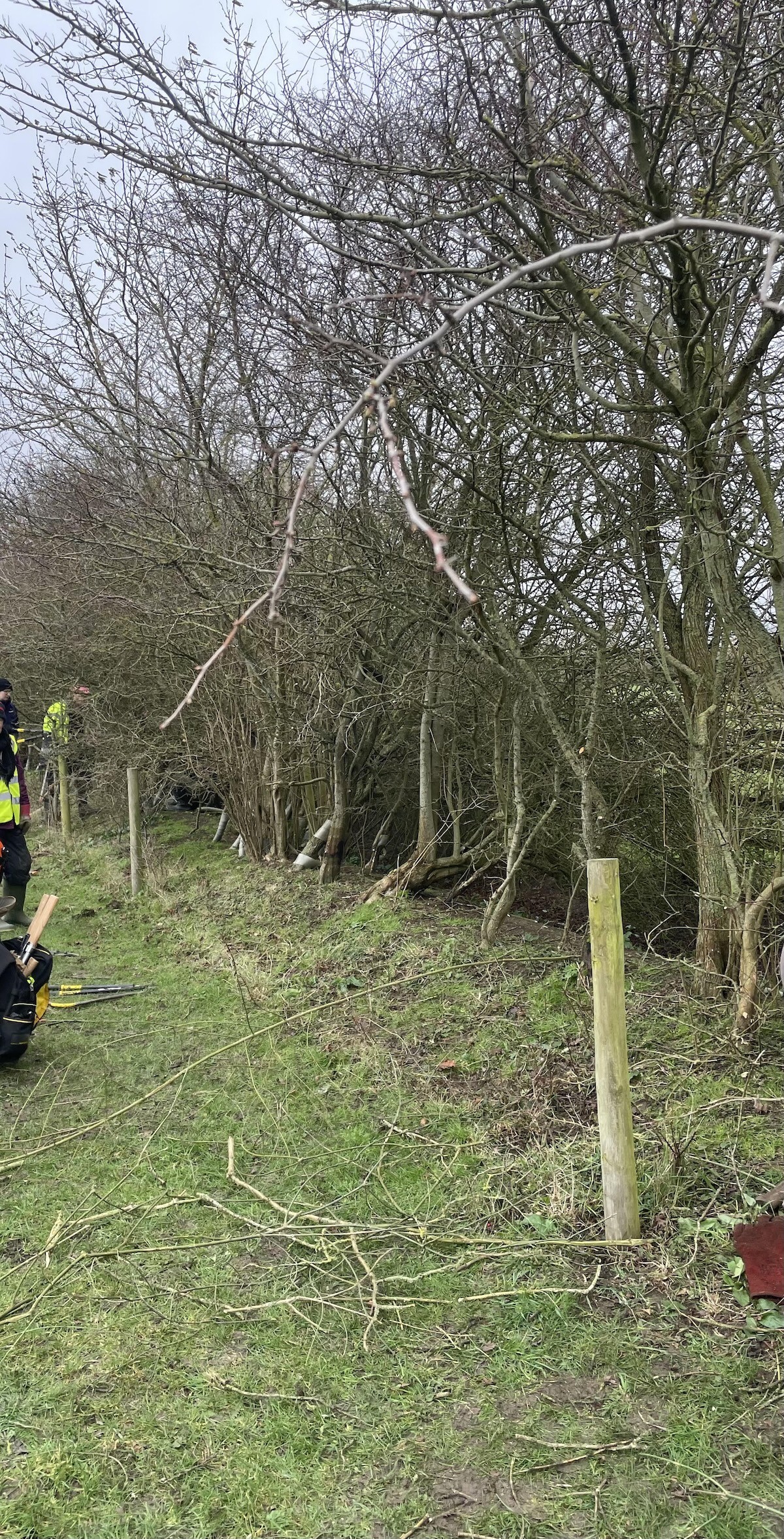 Hedge before brush cutting - Nick Hindley