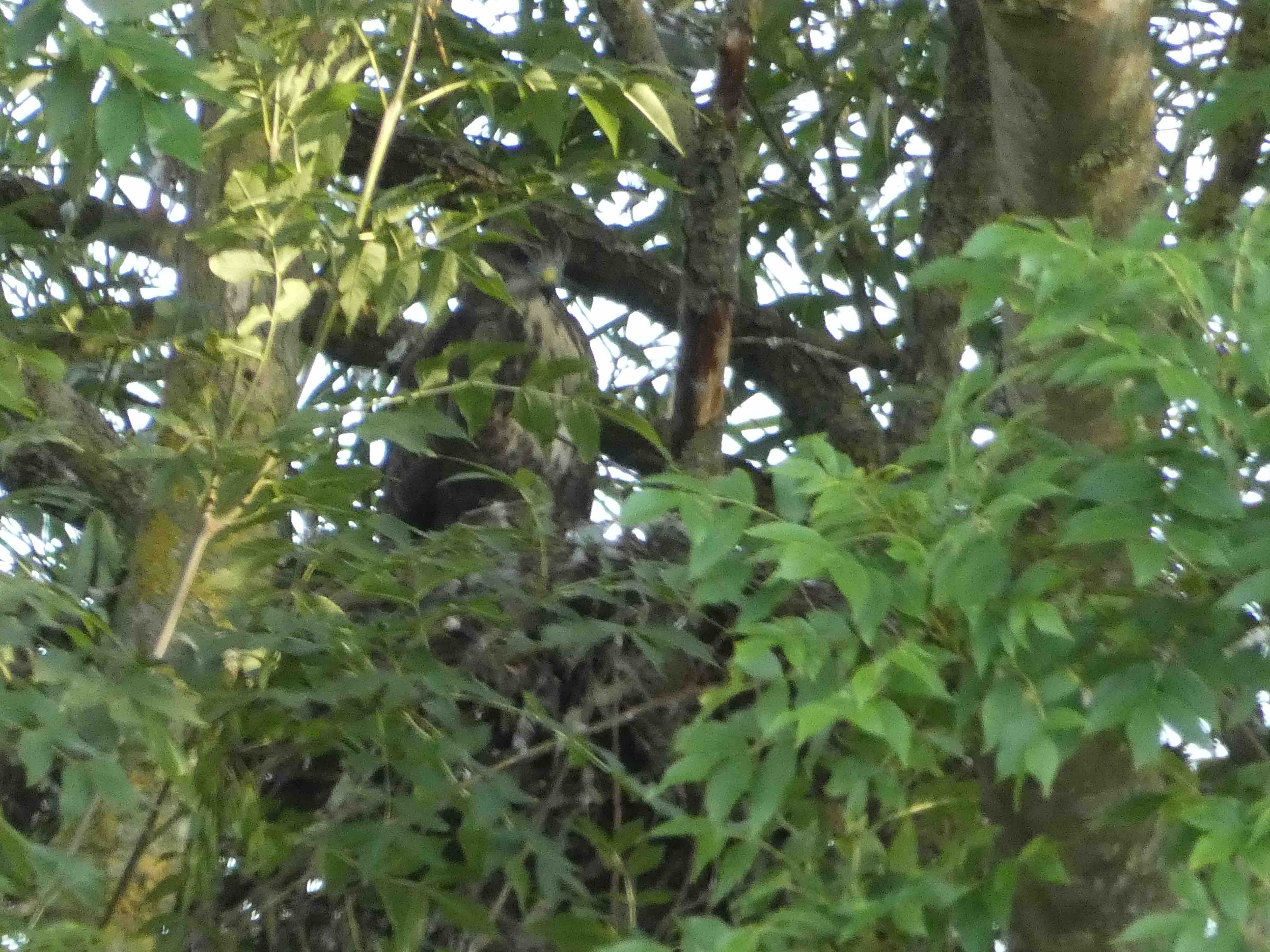 Adult Buzzard