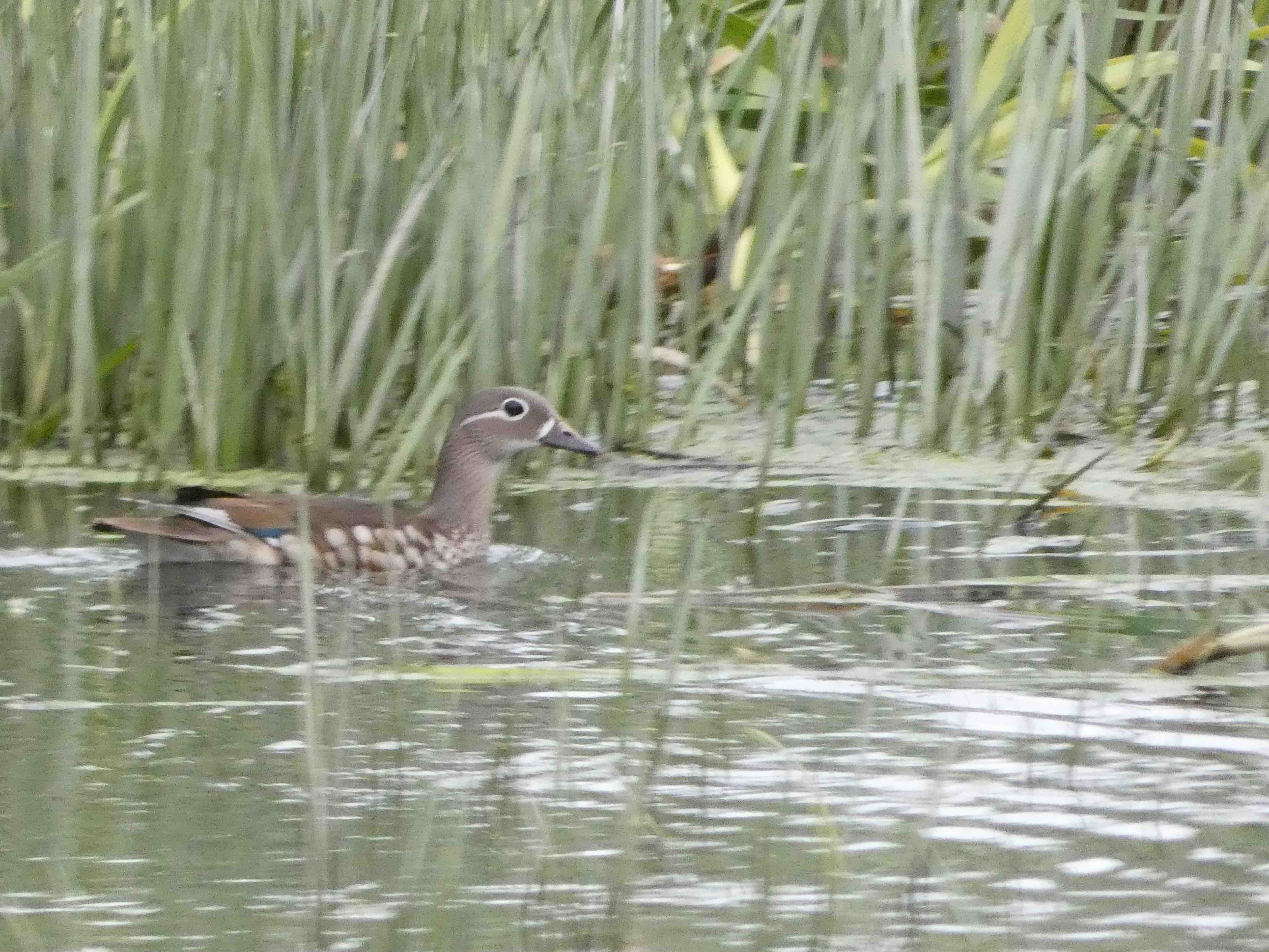 Female Mandarin