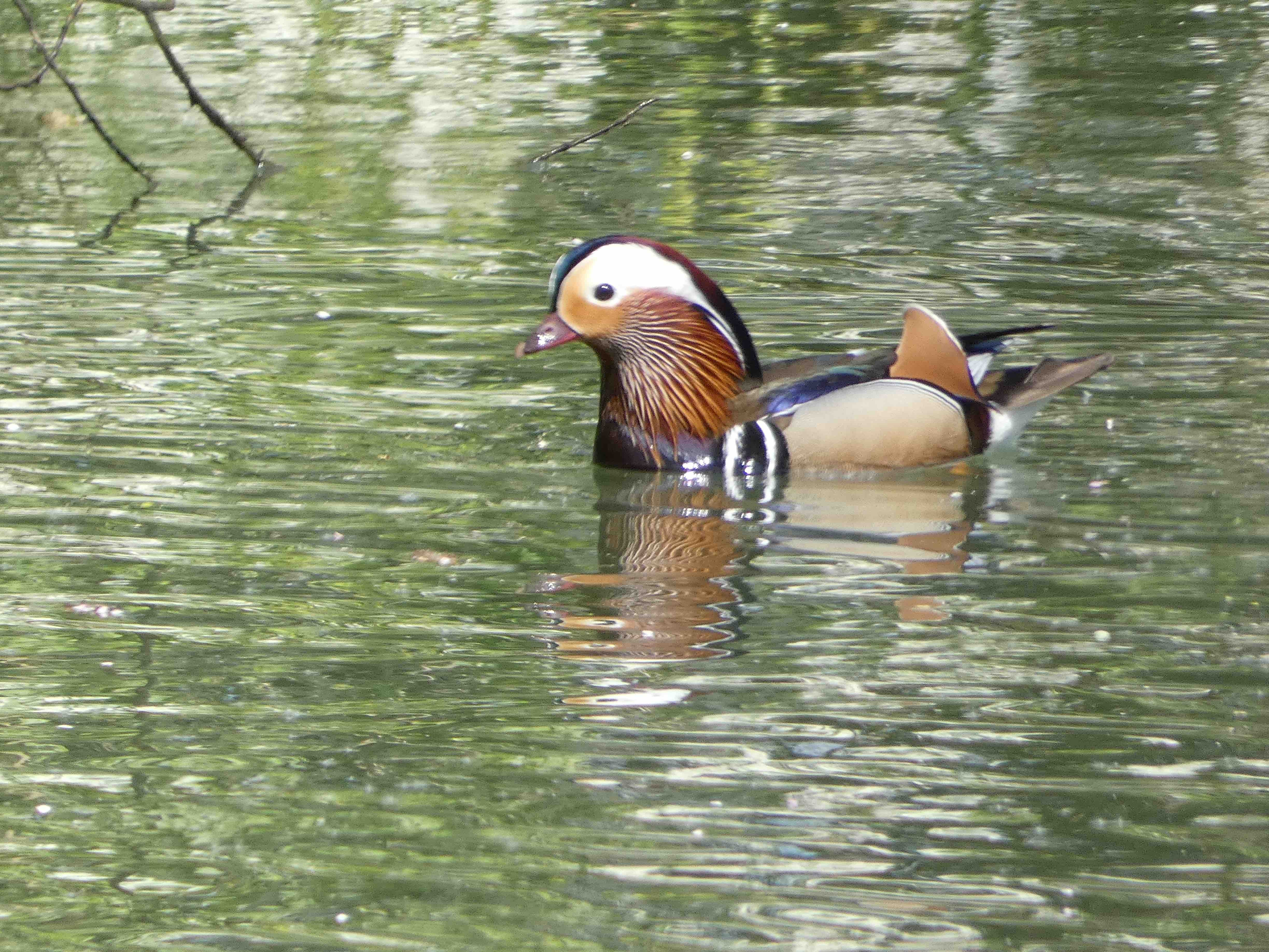 Male Mandarin