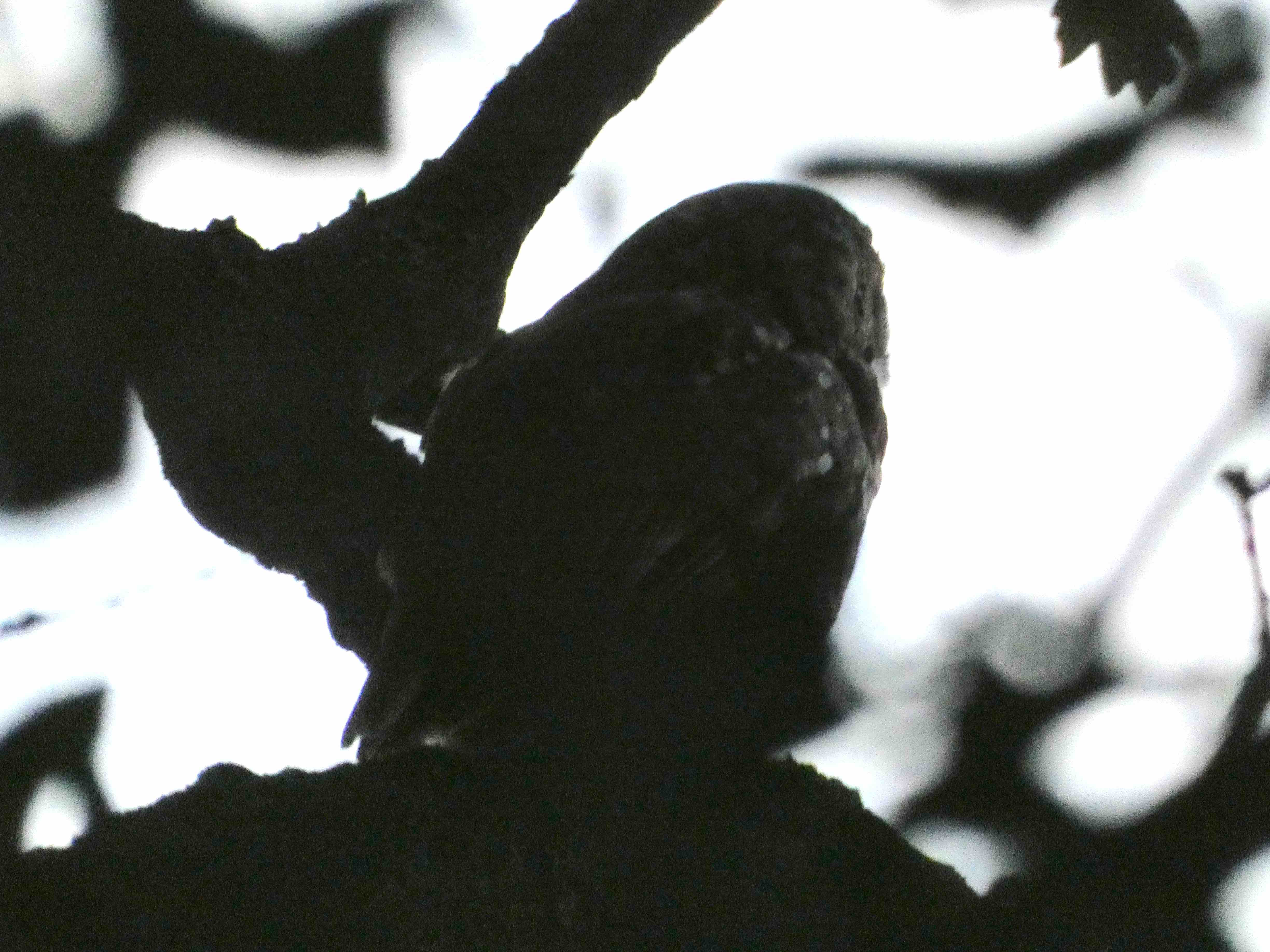 Tawny Owl