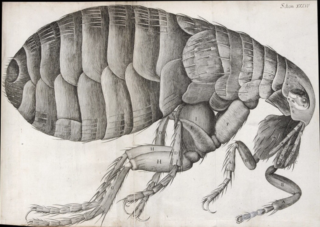 Flea_Robert Hooke