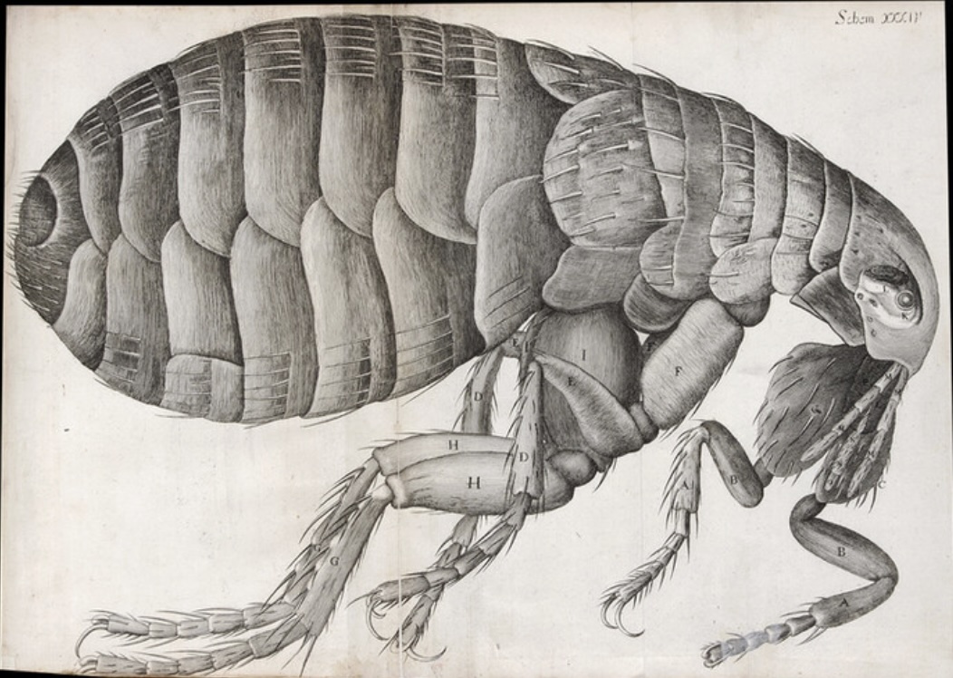 Flea_Robert Hooke