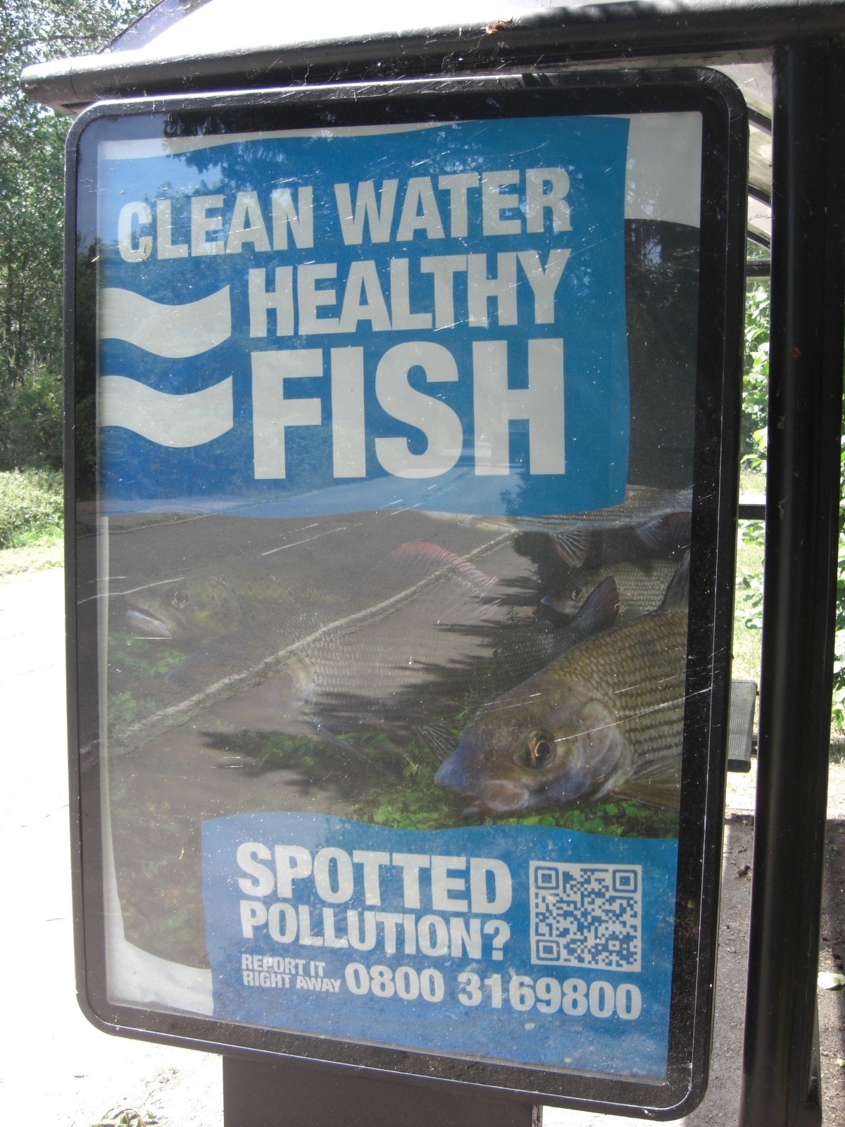 healthy_fish_CIMG2628