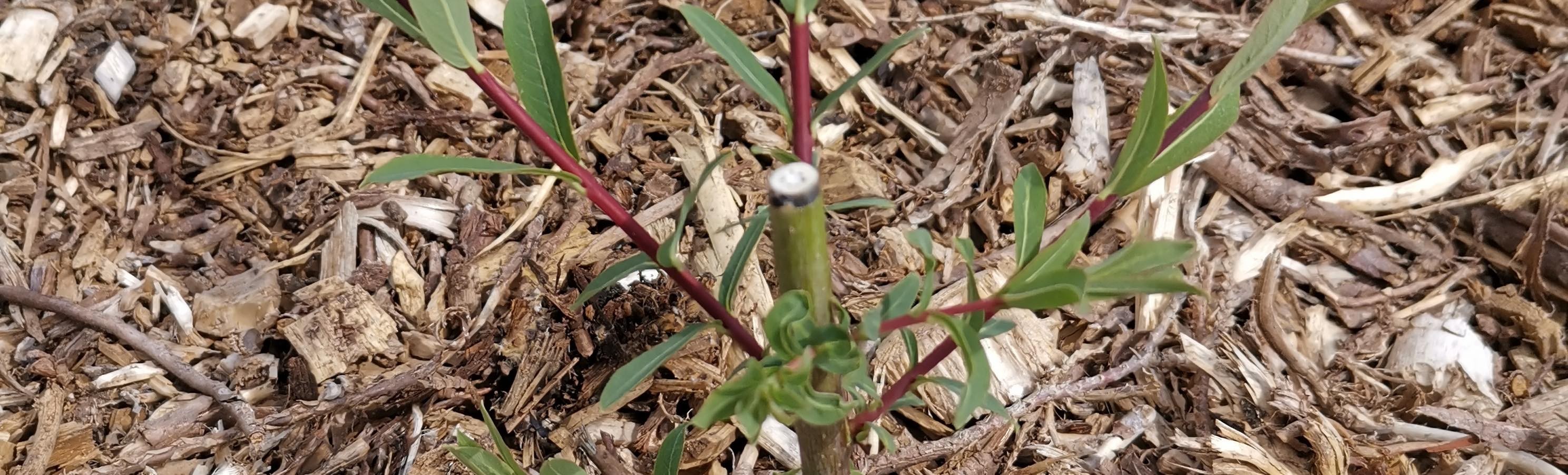 Salix purpurea_Peace oak_CROP