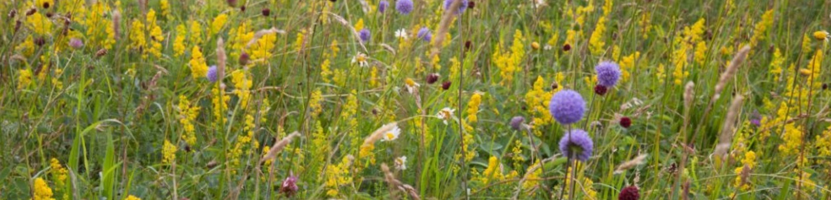 wildflower_meadow_thames_crop
