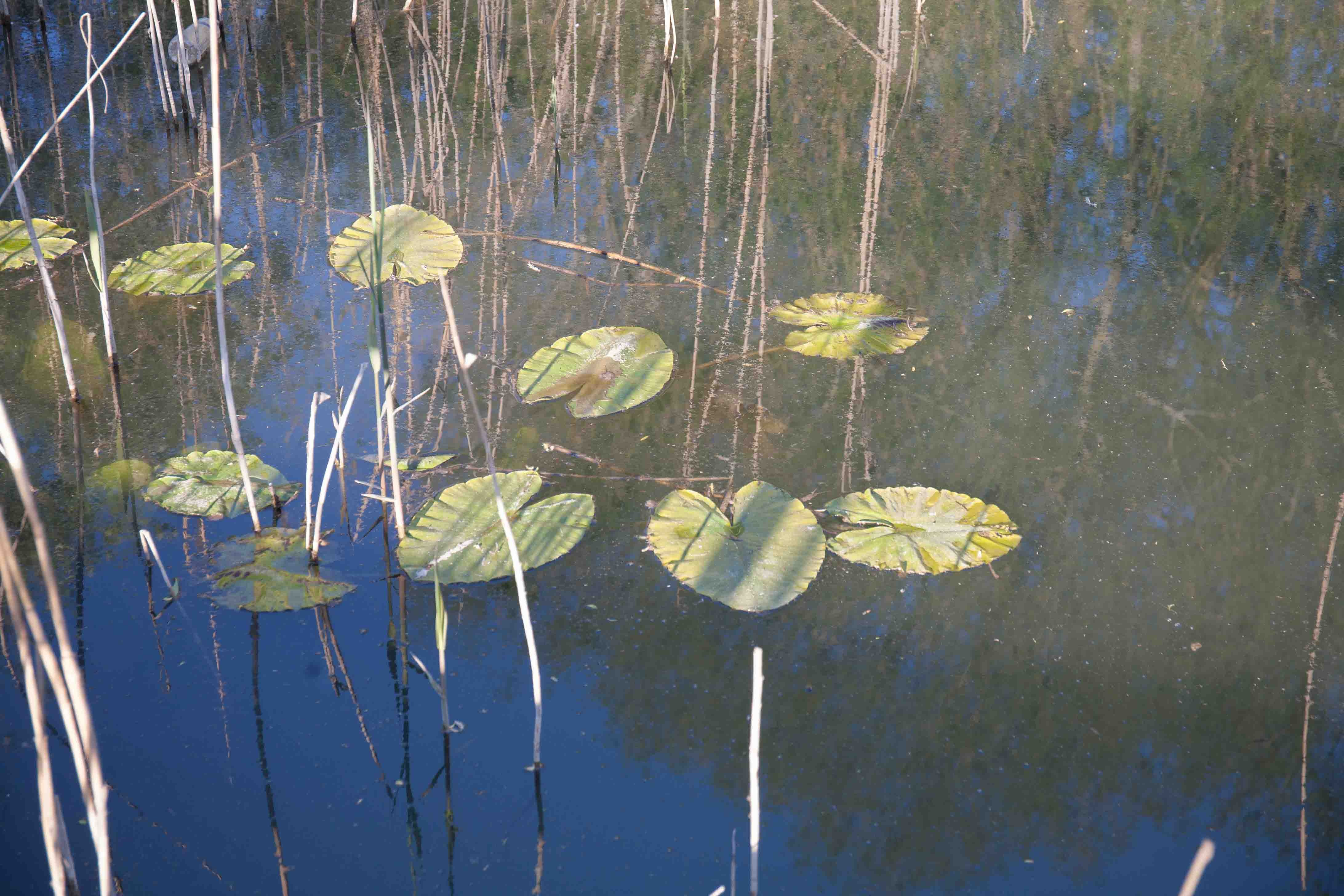 water lilies-0677