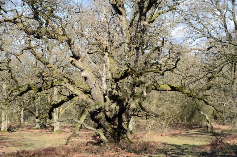 4 Blenheim oak pollard ATF 2018