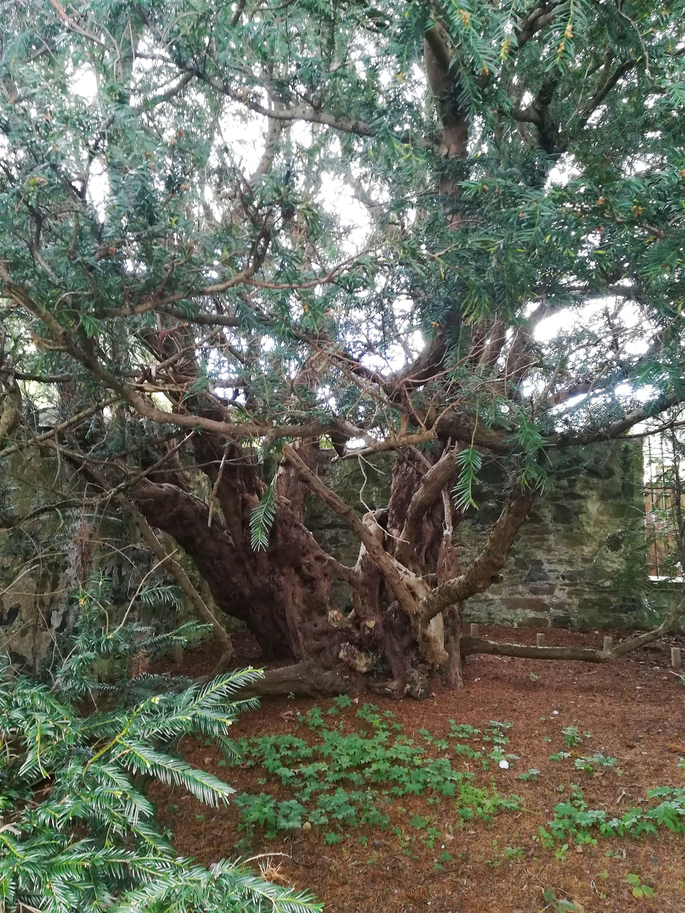 6 The Fortingall yew