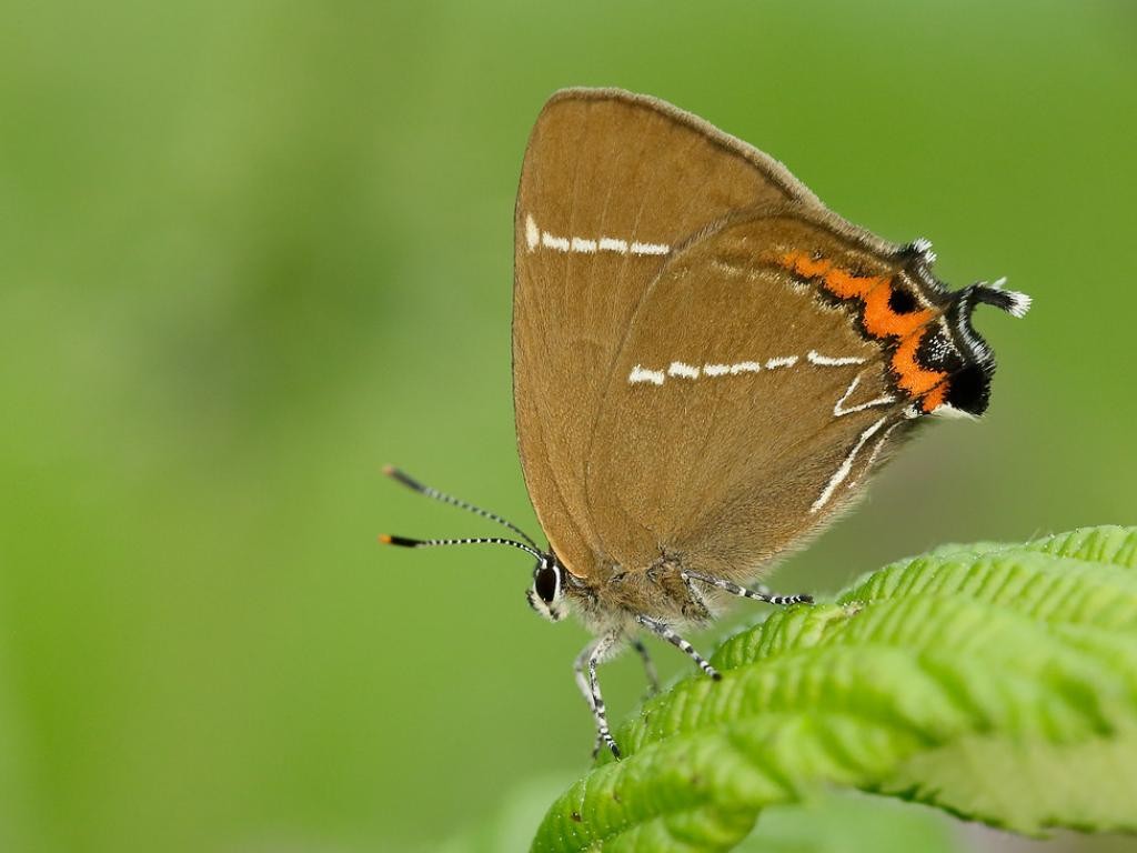 13 White-letter Hairstreak butterfly