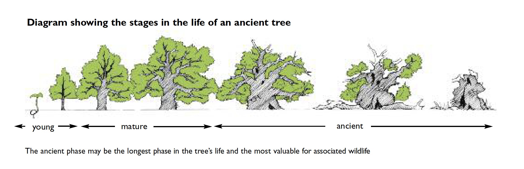 1 ancient tree  life cycle Ancient Tree Forum