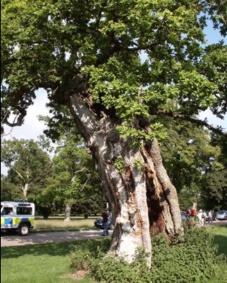 cornbury_park_oak