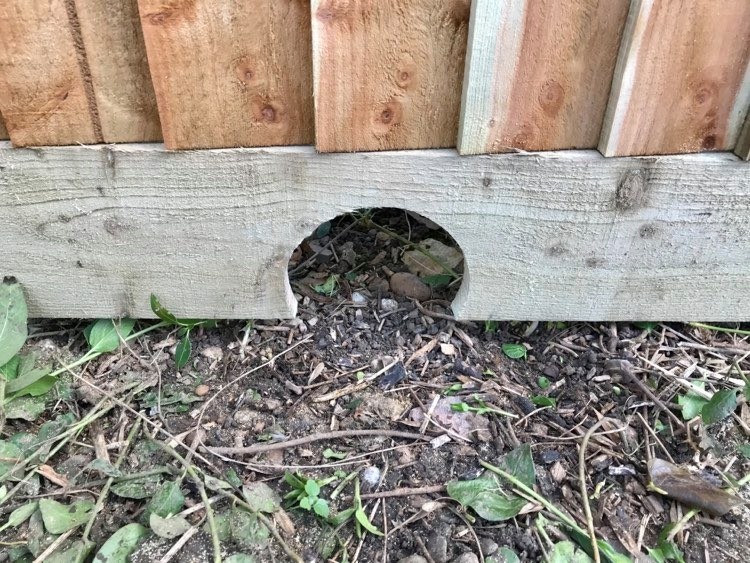 hedgehog_fence_hole