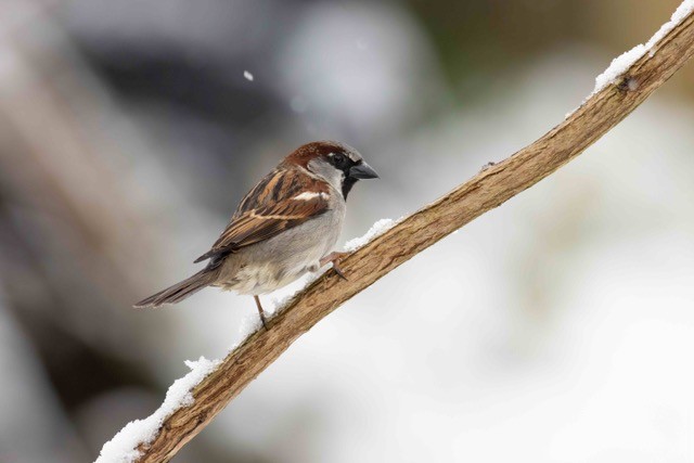 House sparrow(m)Joe2