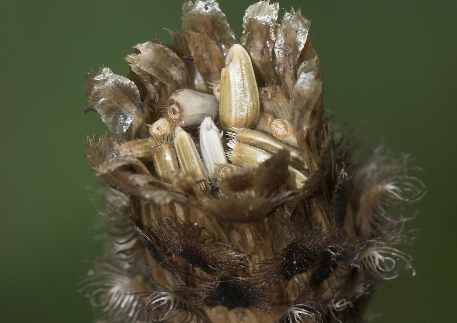 Common Knapweed seedhead