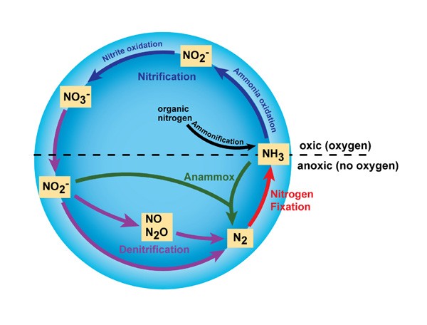 itrogen_cycle