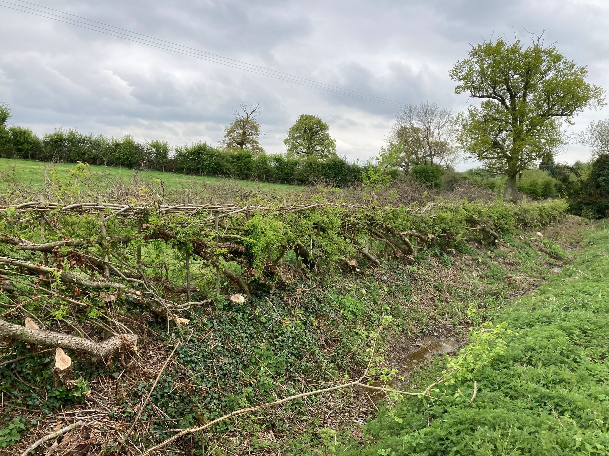 Rachel Murphy Hedge