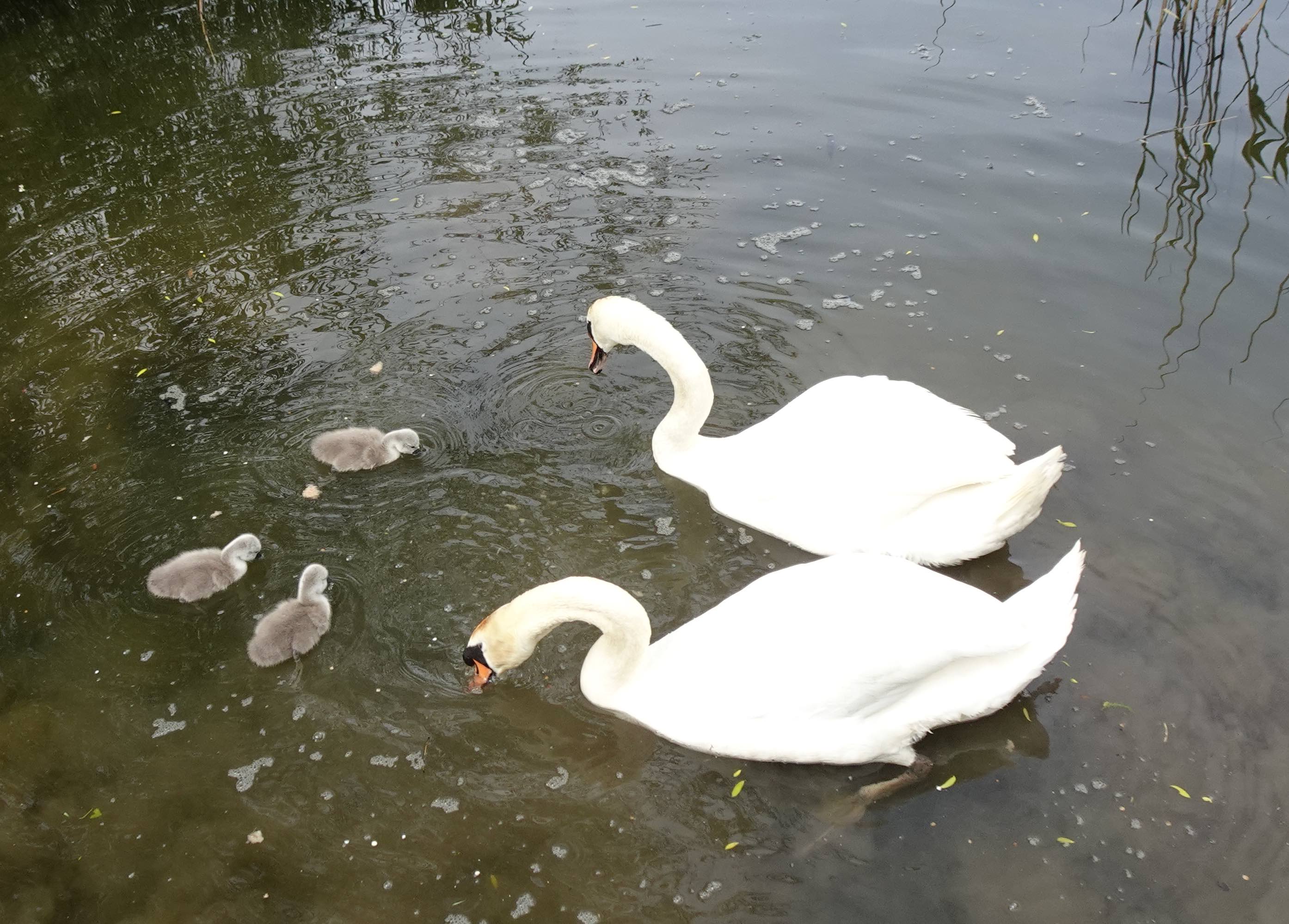 swan_family