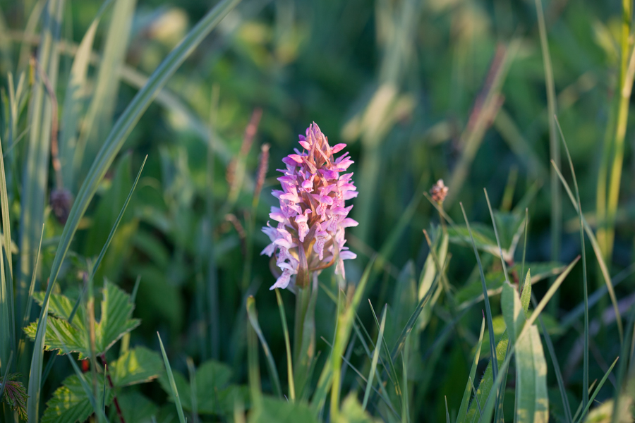 Early marsh orchid-4605