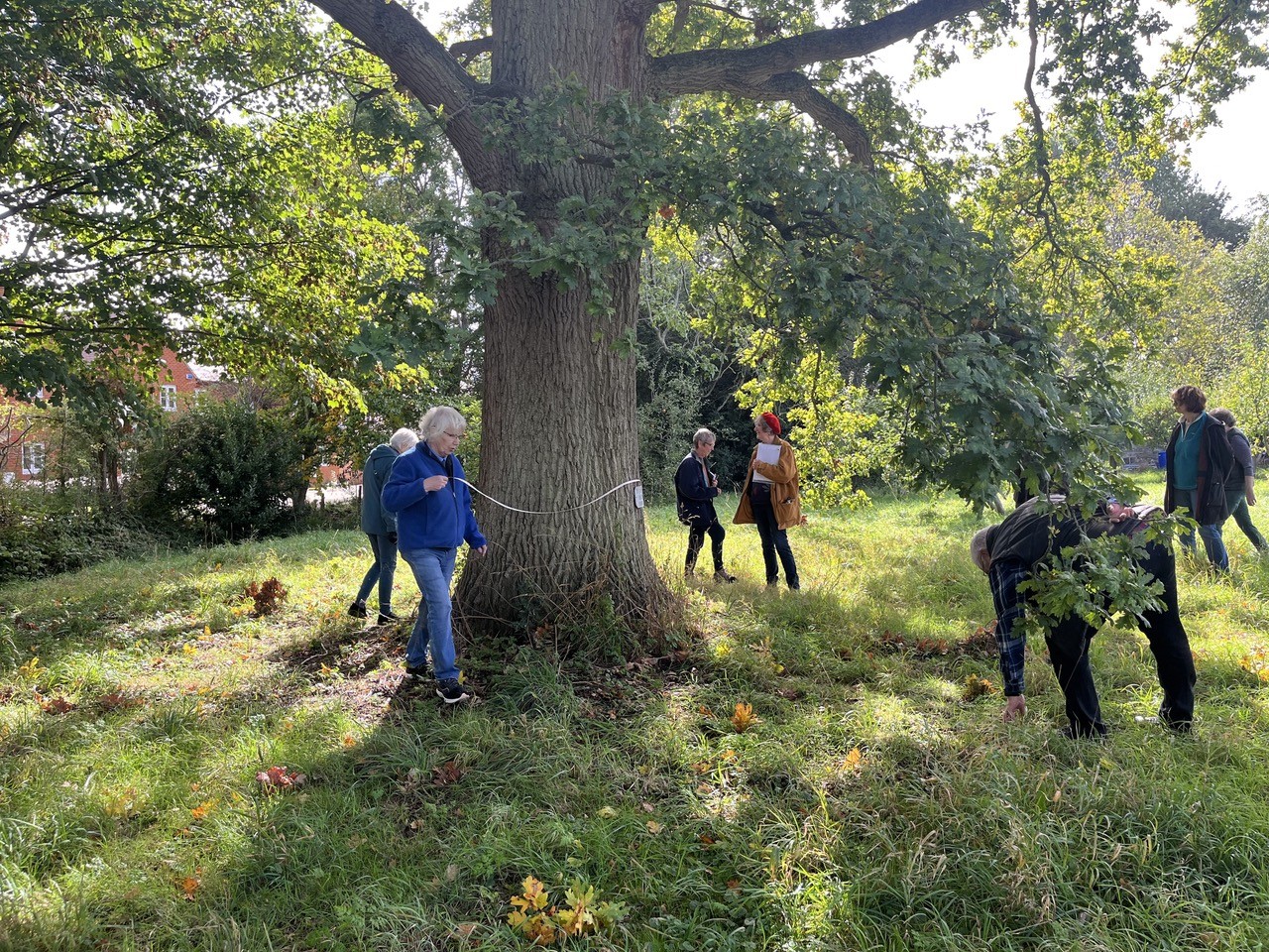 Measuring the girth of the Peace Oak to determine its age, although we know that it was planted to commemorate the end of …