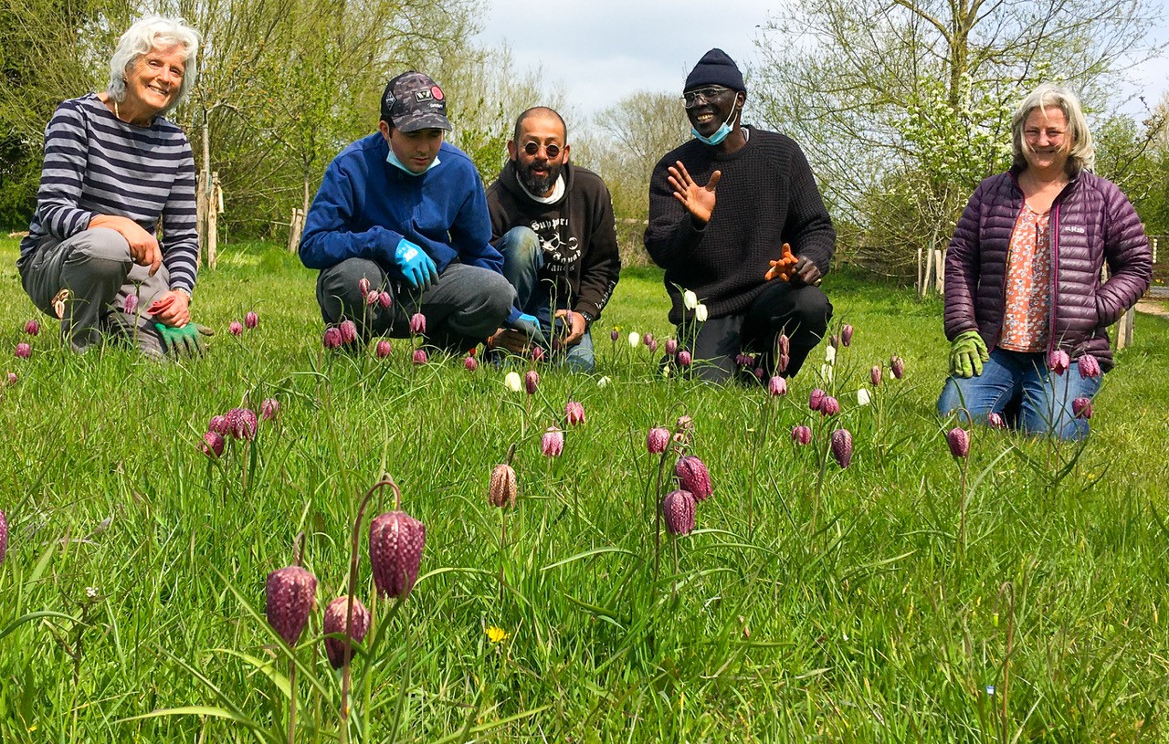 fritillaries-9359